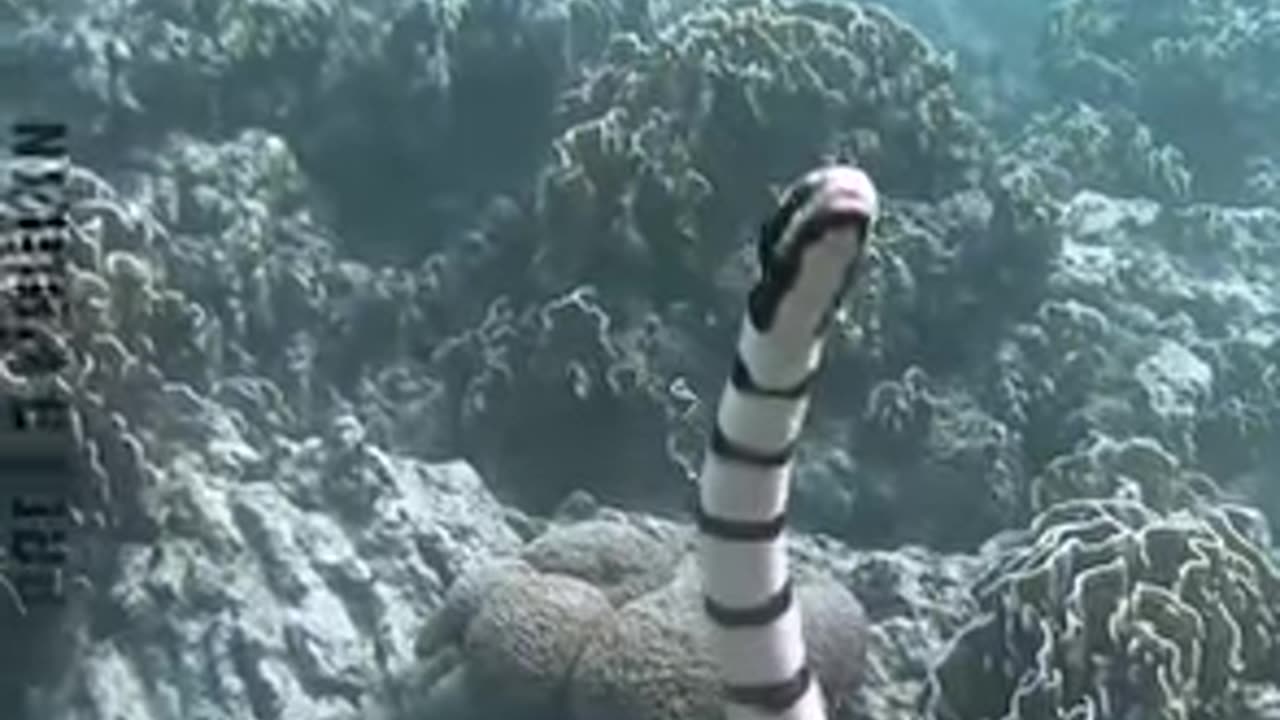 Scary Slithering Snakes..