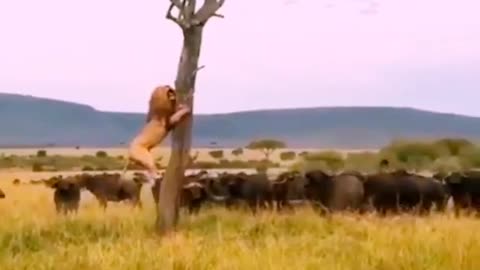 Lion climbing on tree to get away from this animal