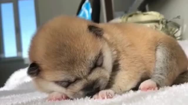 Unlimited baby dogs 🤣🤣🤣 cute and funny dog compilation