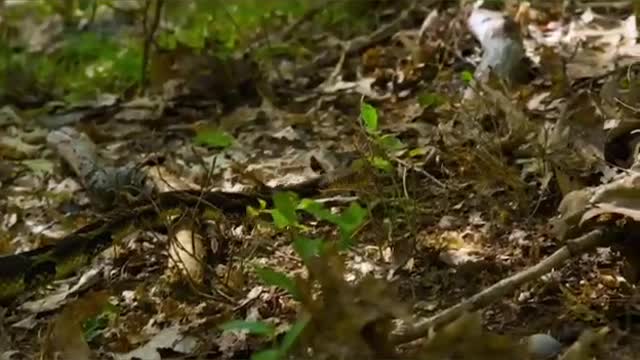 cute little animals