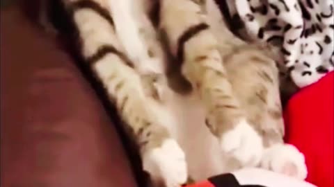 Funny animals - Funny cats / dogs - Funny animal videos 4024 - /Haypyy Pett