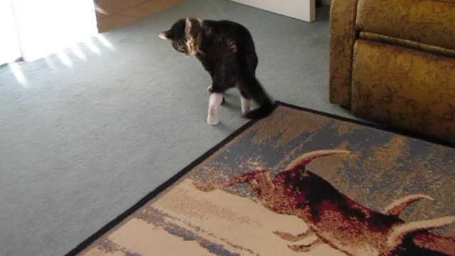 Angry Cat Battles With Her Own Tail