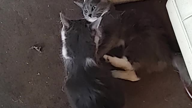 Kitten sisters playing