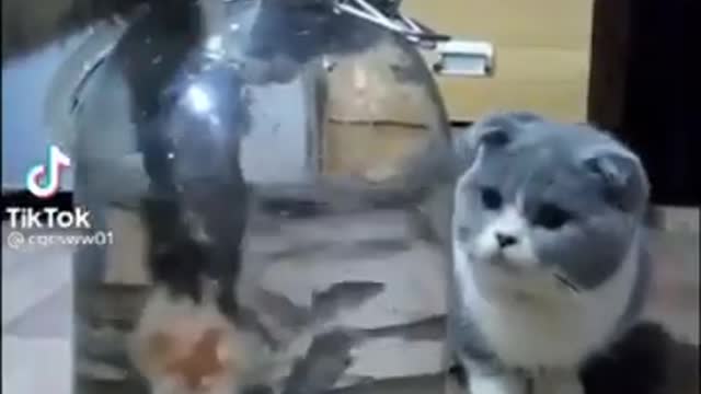 Funny cat Video enjoyable moments