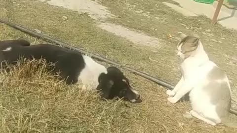 My cute dog and cat playing