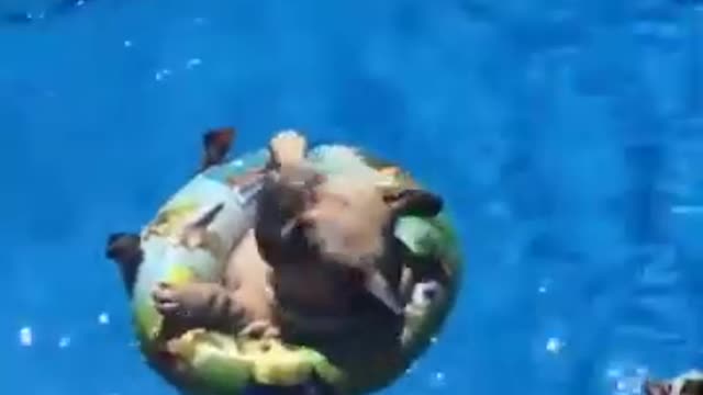 Funny Pug Floating in a Ring !!!Must Watch!!!