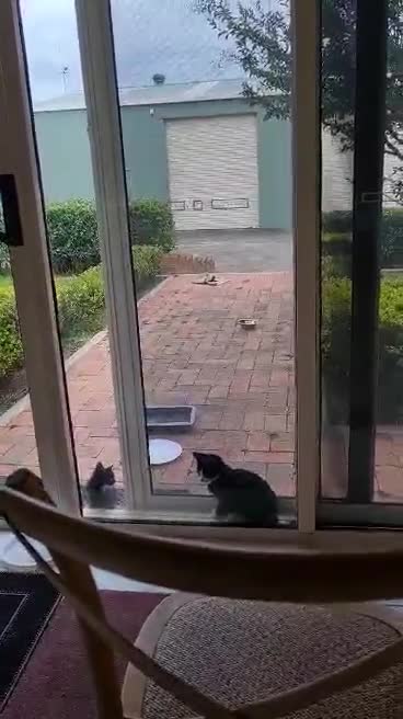 Cutie kittens advance climb to the highest level