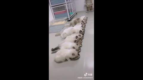 CUTE BABY ANIMALS