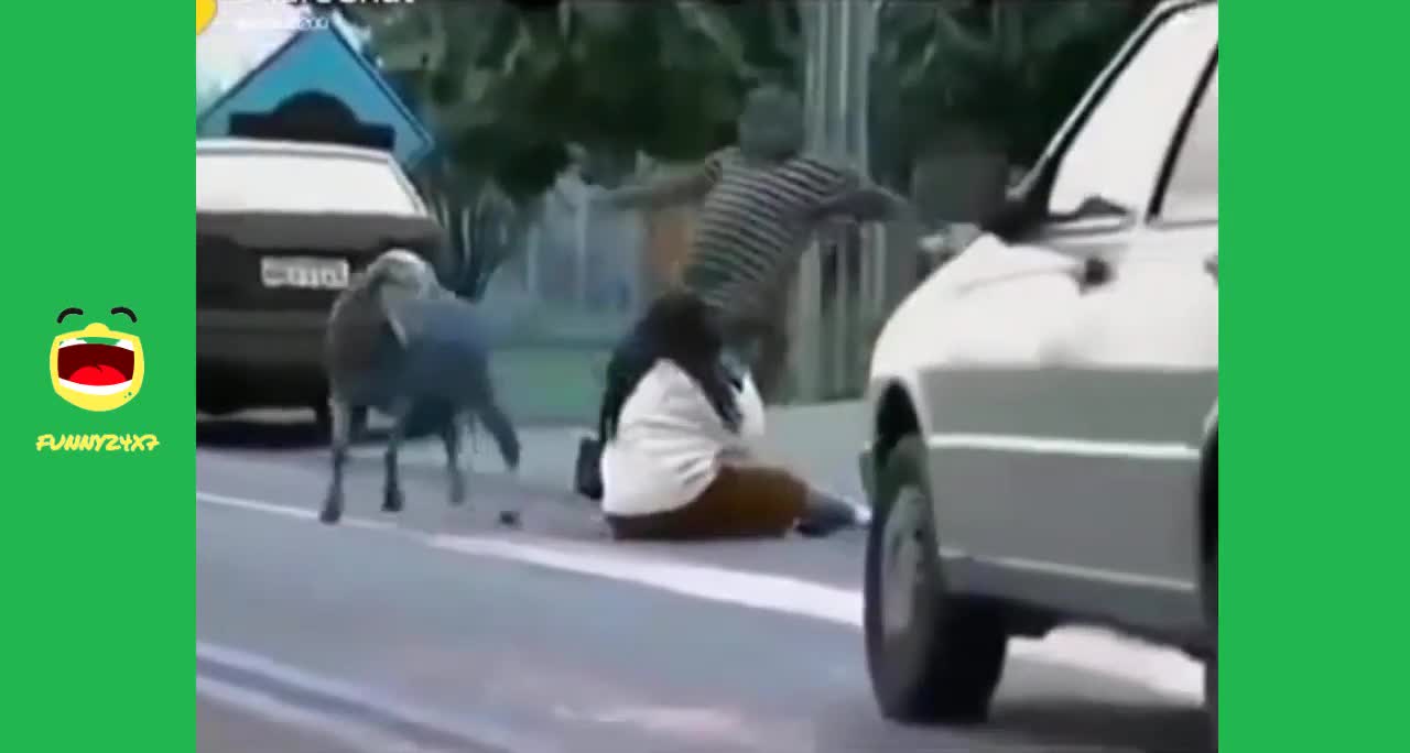 Very Angry Sheep Funny Attacking Pedestrians