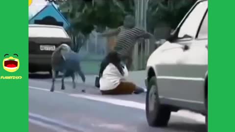 Very Angry Sheep Funny Attacking Pedestrians