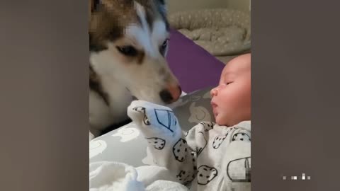 Dogs fighting babies - the cutest thing in the world