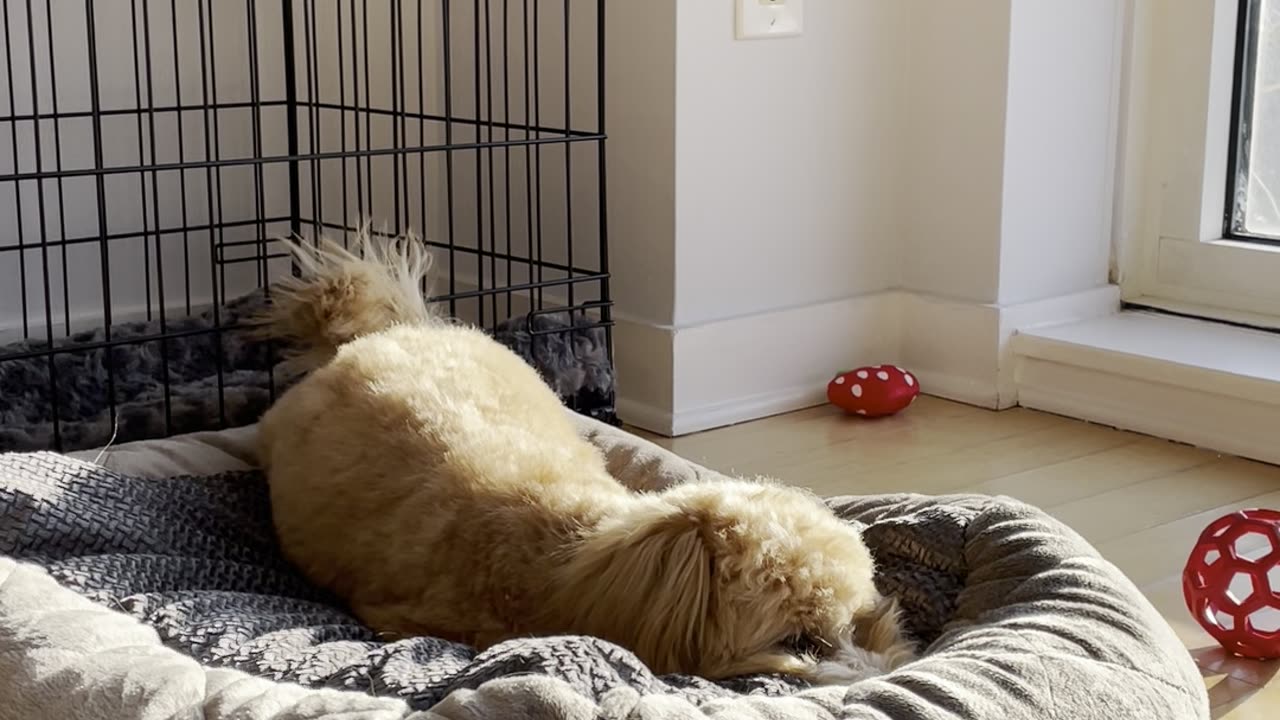 Puppy Digs At Bed And Barks At Nothing