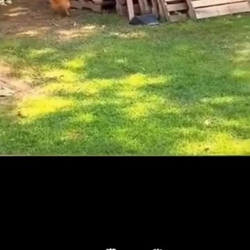 Pawsome Playtime The Cutest Moments with Furry Friends