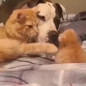 Mommy cat showing her baby to her dog friend..