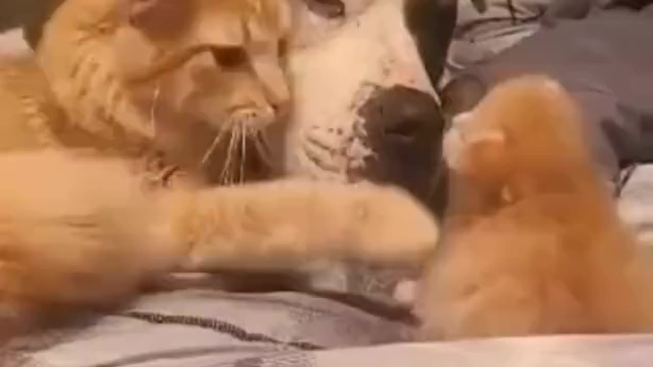 Mommy cat showing her baby to her dog friend..