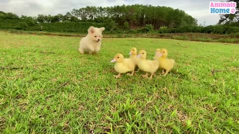 Baby monkey protects and takes care of ducks