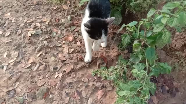 A Cat