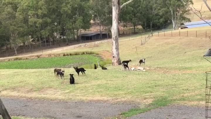 Dogs Do Mannequin Challenge