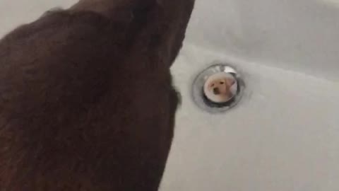 Brown dog licking water from sink