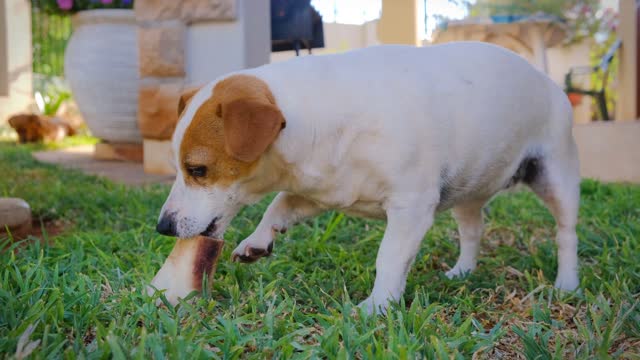 Doge eating