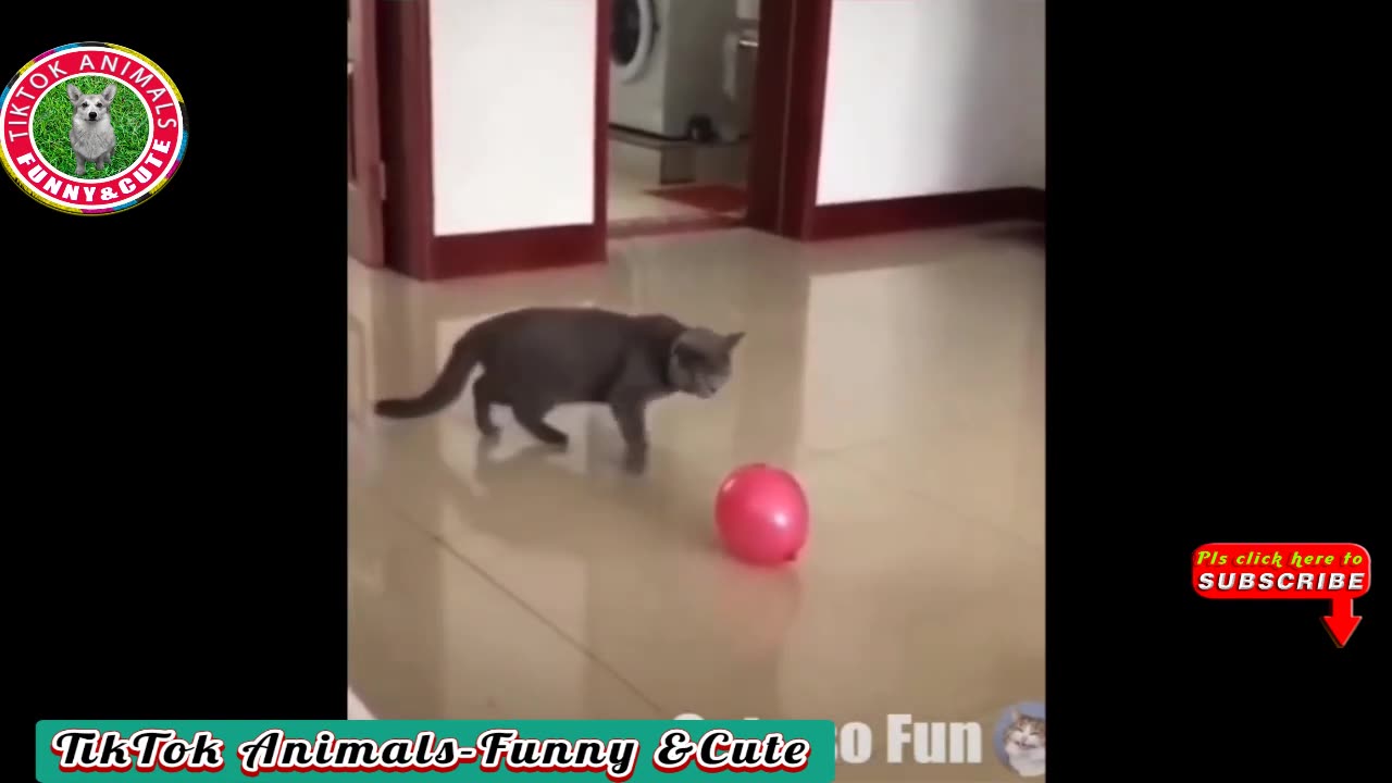 Funny animals video new animal video 2024