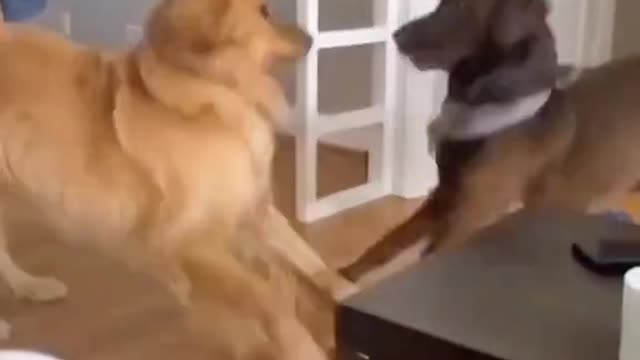 This two are really adorable and funny.