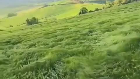 Waves Of Grass