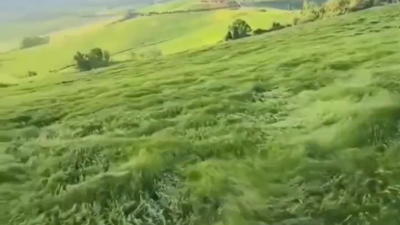 Waves Of Grass