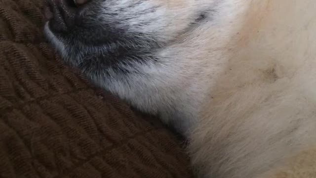 Sleeping dog eye rolled back