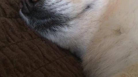 Sleeping dog eye rolled back