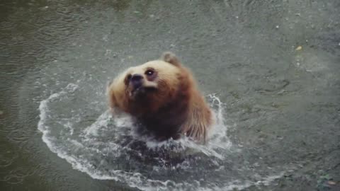 brown bear swimming