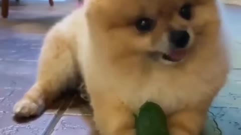 Funny Cute Dog Eating Cucumber 🥒 🐕🐕🐾#funnydog #dog #viral