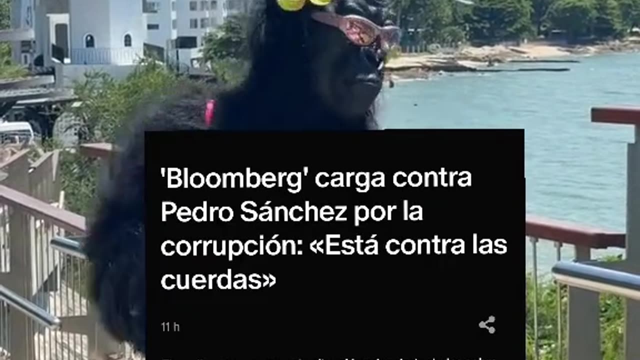 'Bloomberg' carga contra Pedro Sánchez por la corrupción: «Está contra las cuerdas»
