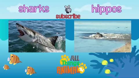 * TOP 30 AMAZING ANIMALS FOR KIDS *