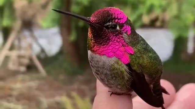 This Hummingbird Changes Colour With Every Turn