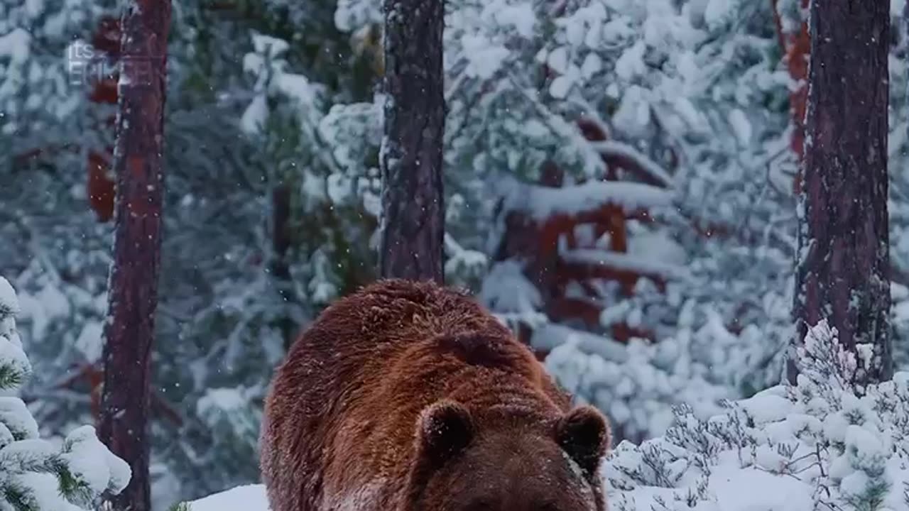 Super panda