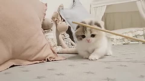 cute kitten videos short leg cat