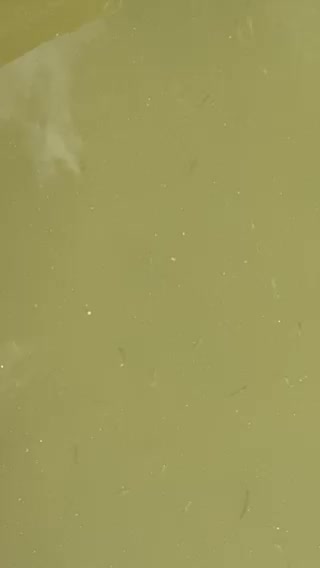 Minnows of the Humber River 8