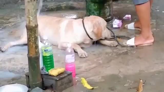 Adorable labrador loves taking a bath