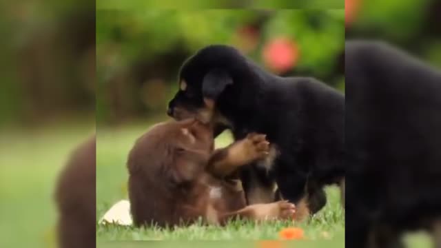 cute pets