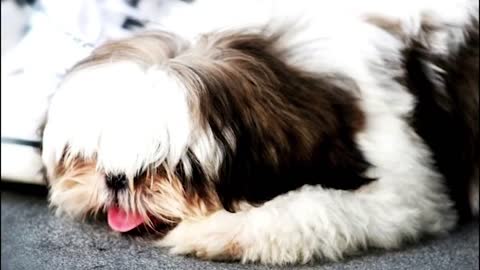 Music to Soothe Shih Tzu Dog