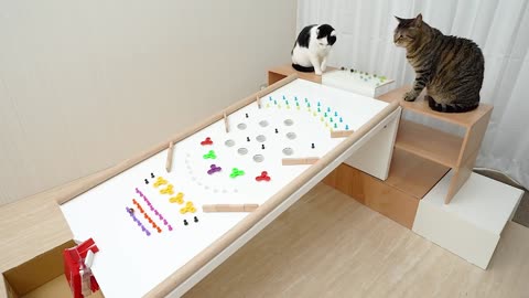 Cats and Marble Run