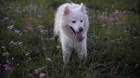 Nice dog running in the middle of the grass