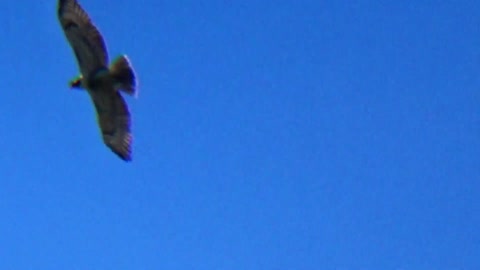 Hawk