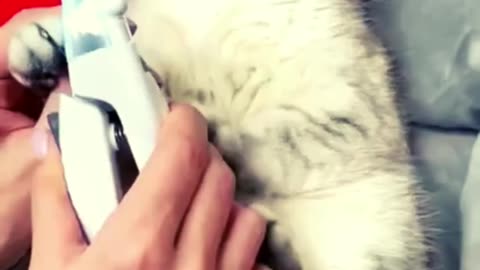 cat_funny _video