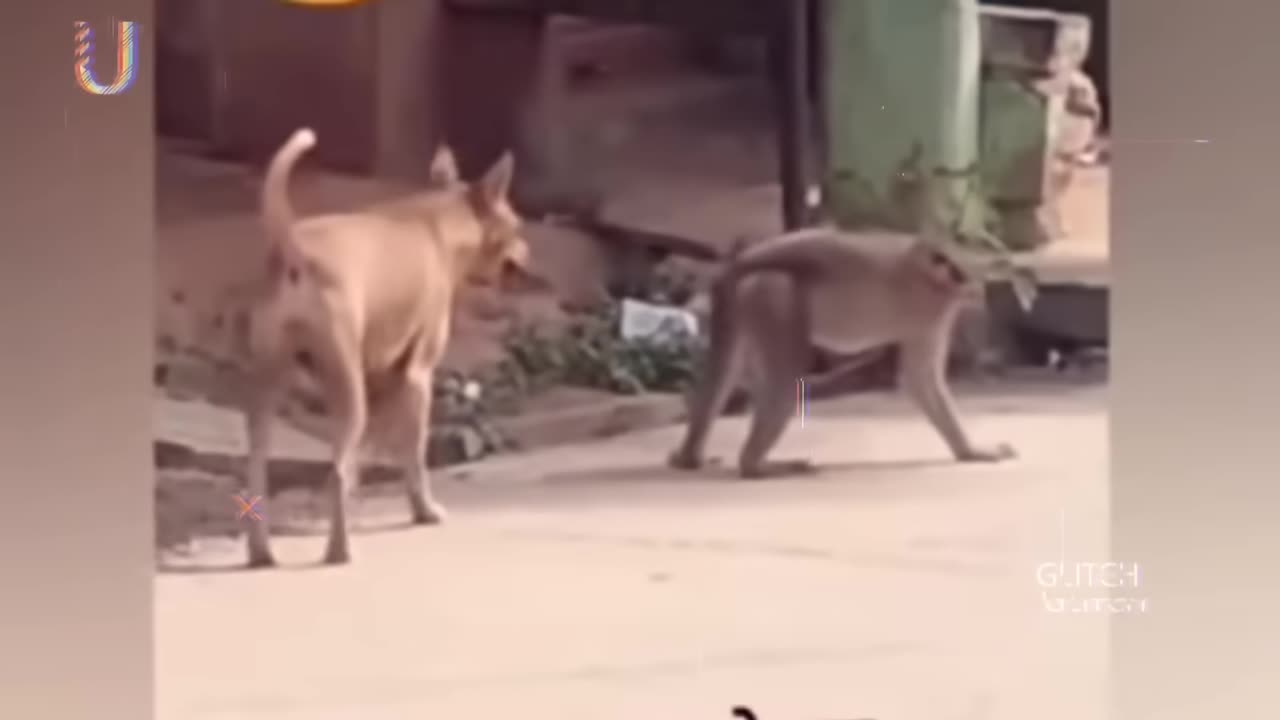 Monkey funny movement 🤣😂 ll funny animal videos 😂😂