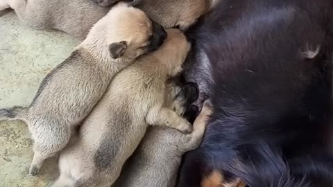 Mother of seven puppies