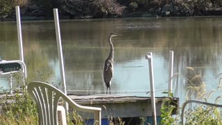 367 Toussaint Wildlife - Oak Harbor Ohio - Great Blue Heron Takes Over My Dock