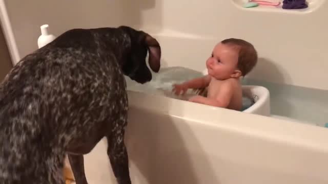 Dogs take care babies