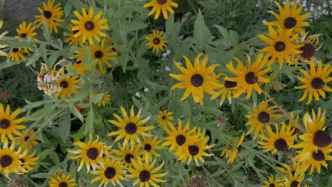 Yellow Flowers